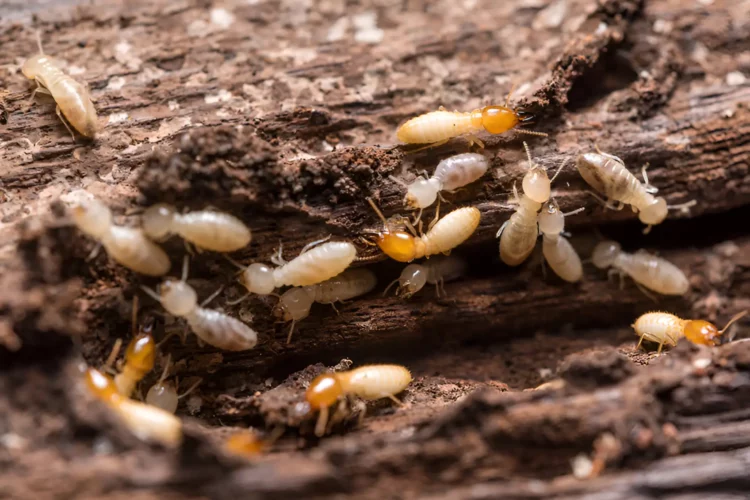 Est-ce grave d'avoir des termites