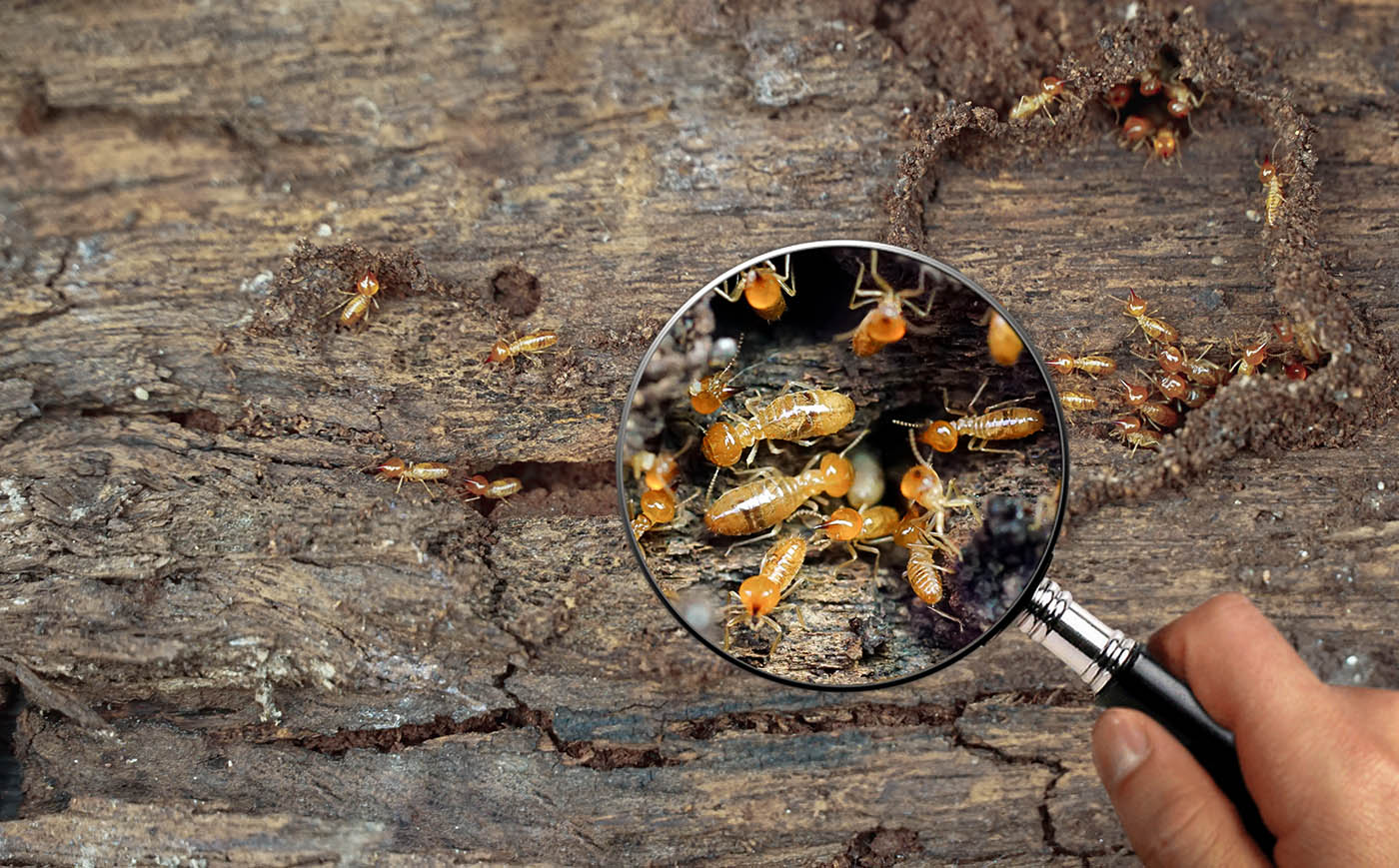 Qu’est-ce qui attire les termites : Comprendre les Facteurs d’Infestation