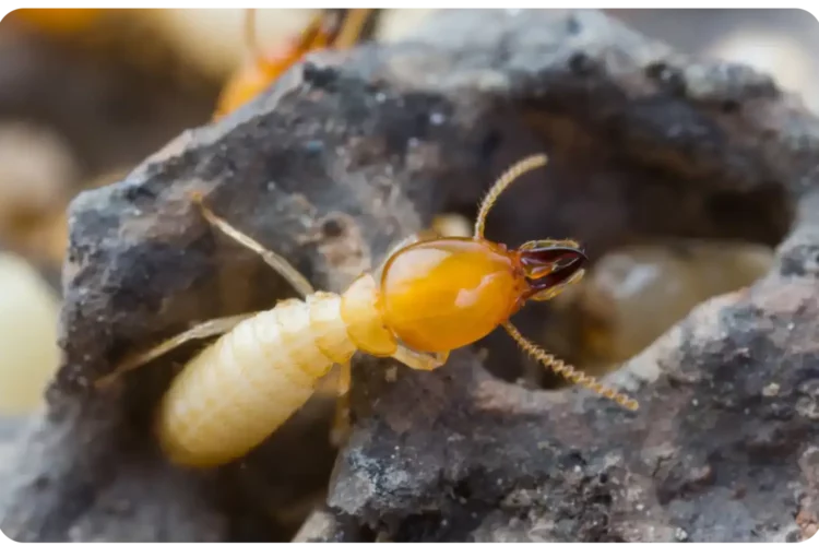 Comment savoir si l'on a des termites ?