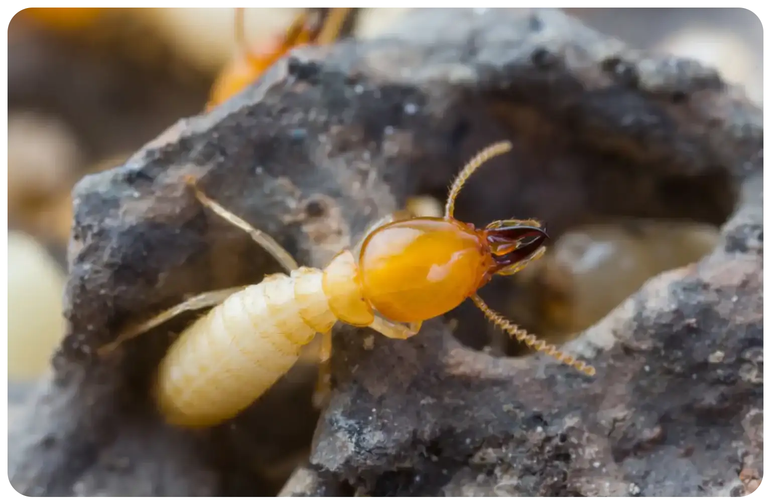 Comment savoir si l'on a des termites ?