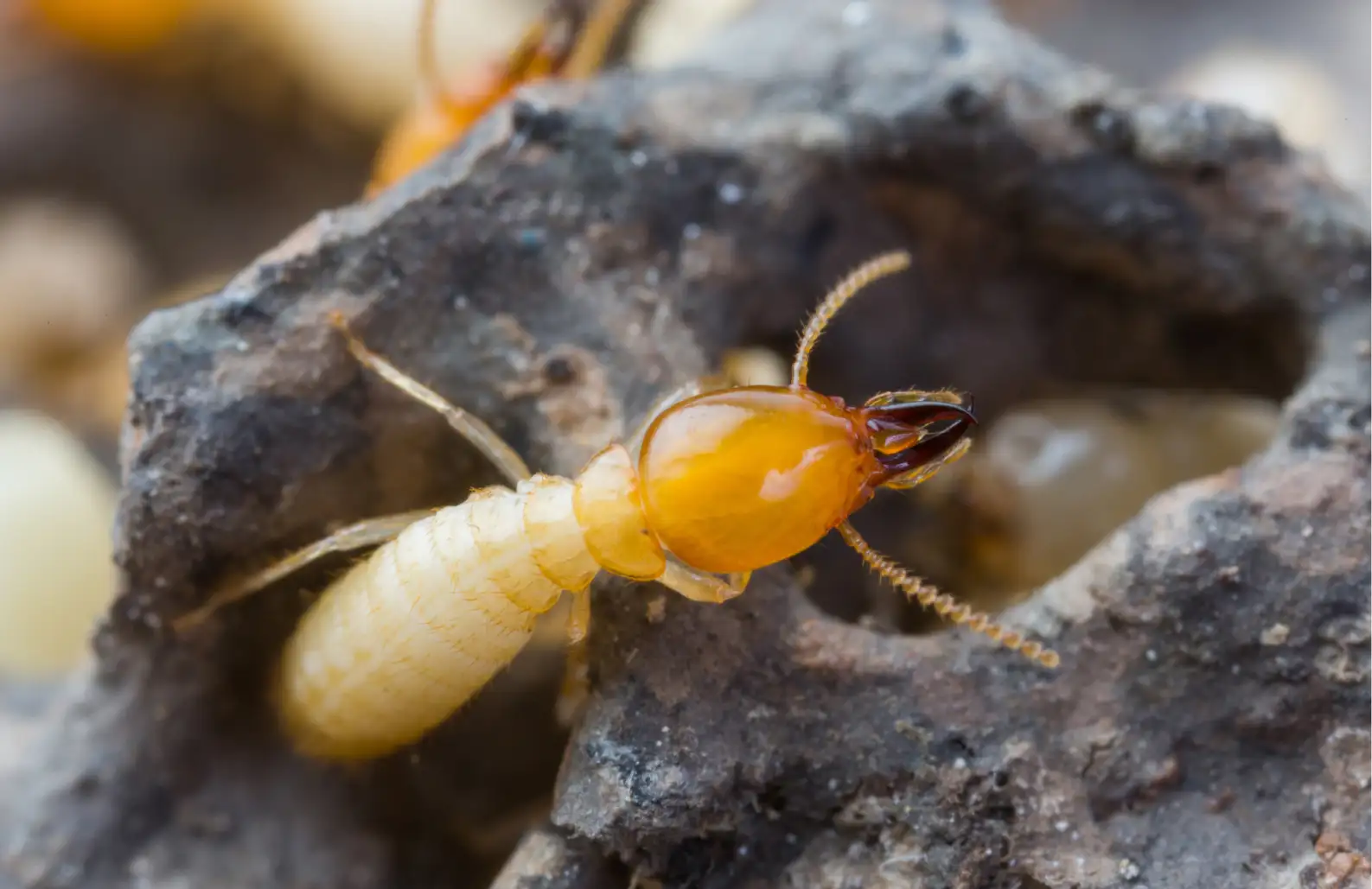 termite