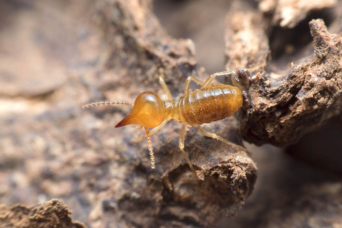 Termites en vendée