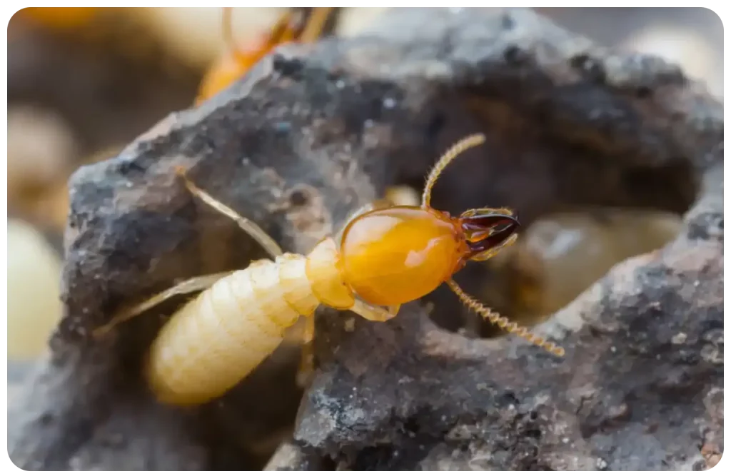 termites à Noirmoutier 